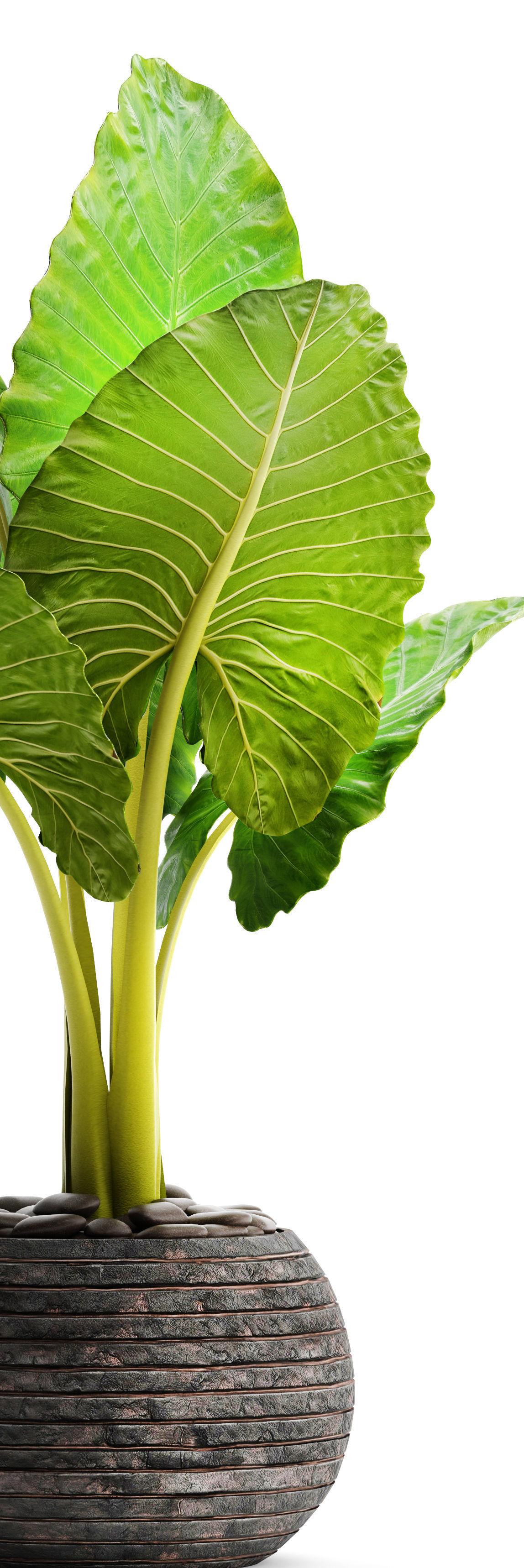 Alocasia macrorrhiza 6 3D model_8