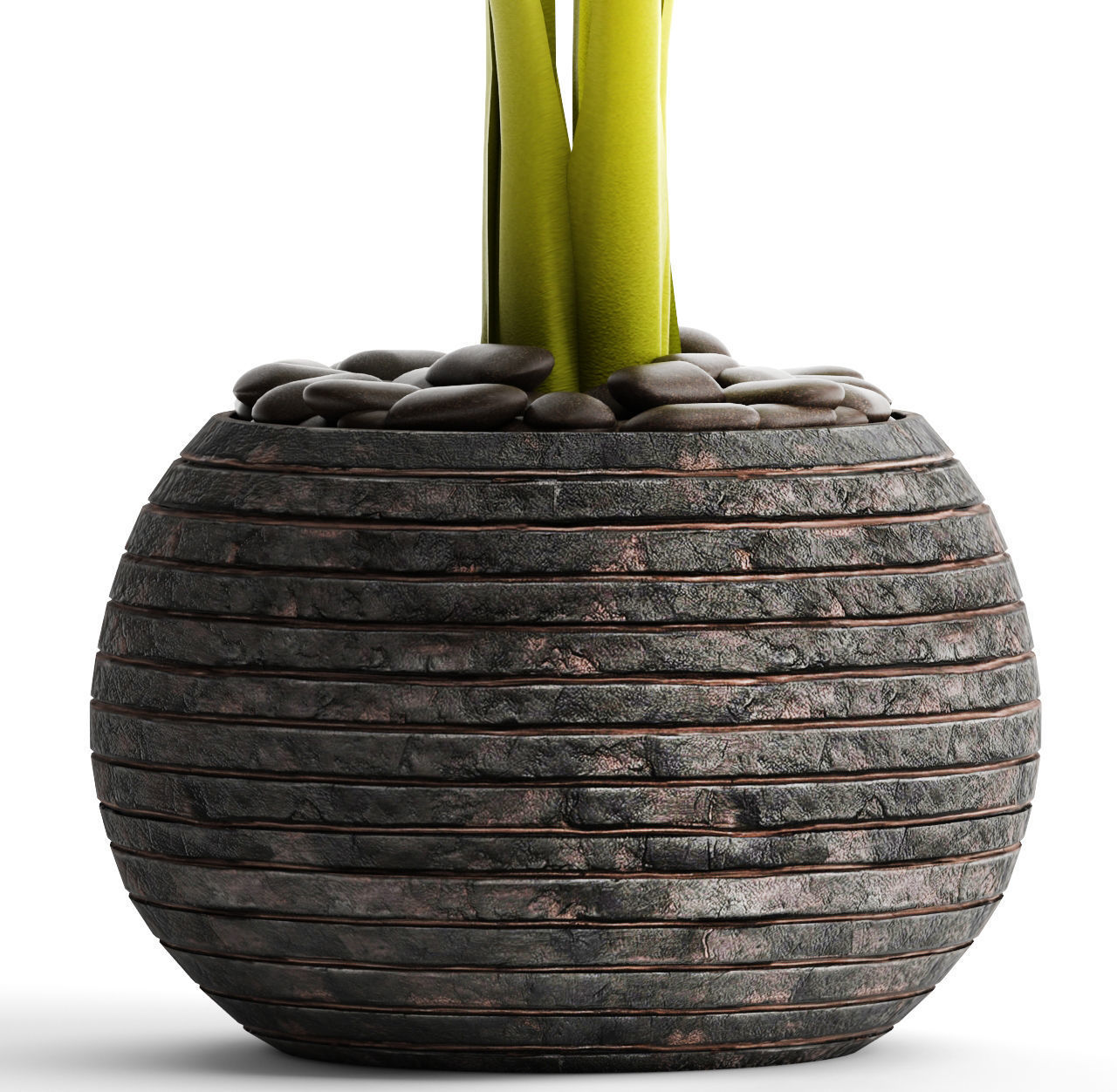 Alocasia macrorrhiza 6 3D model_6