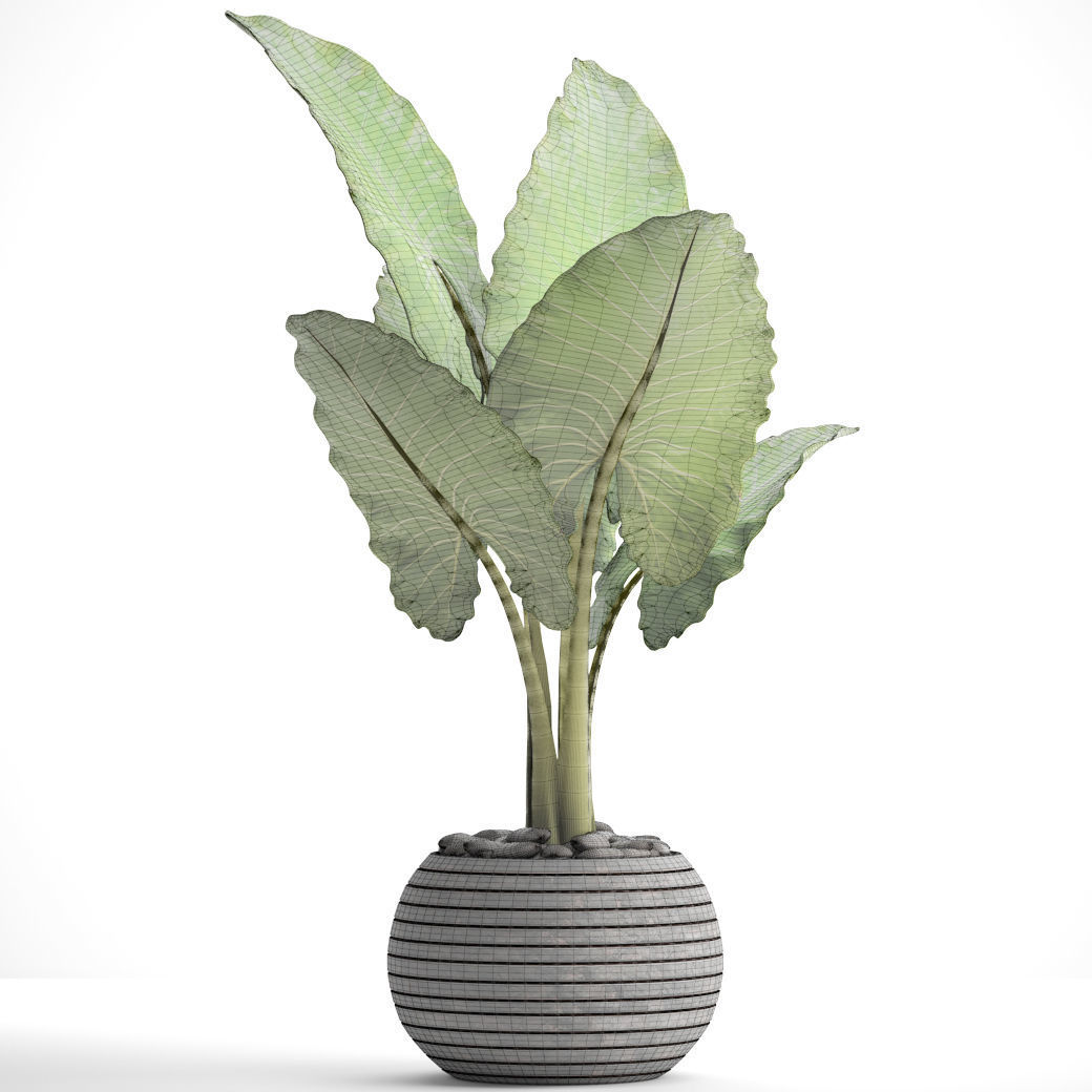 Alocasia macrorrhiza 6 3D model_5