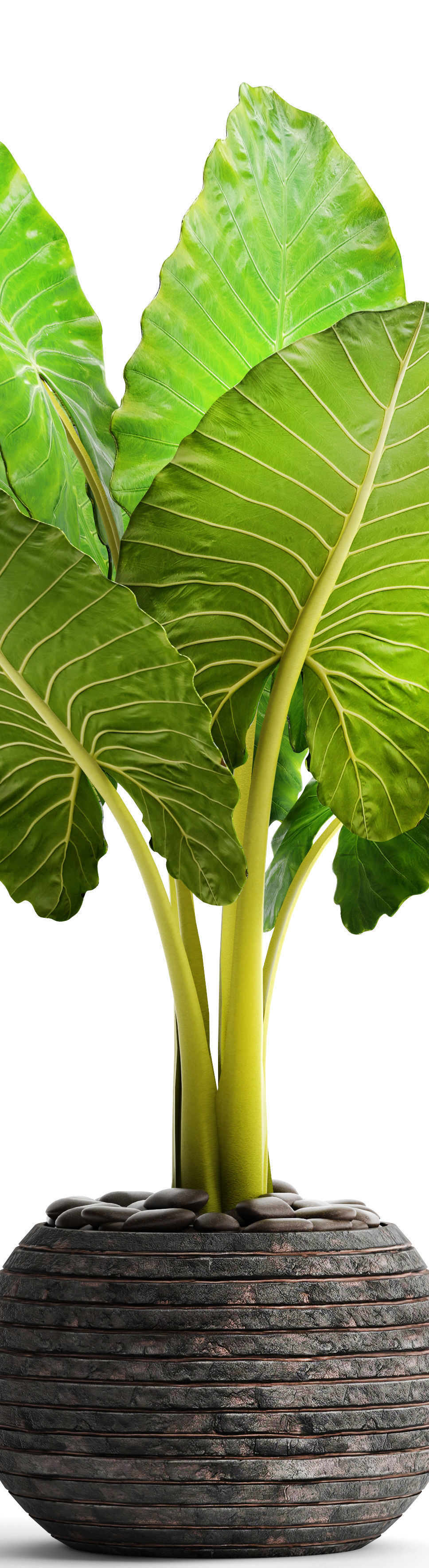 Alocasia macrorrhiza 6 3D model_2