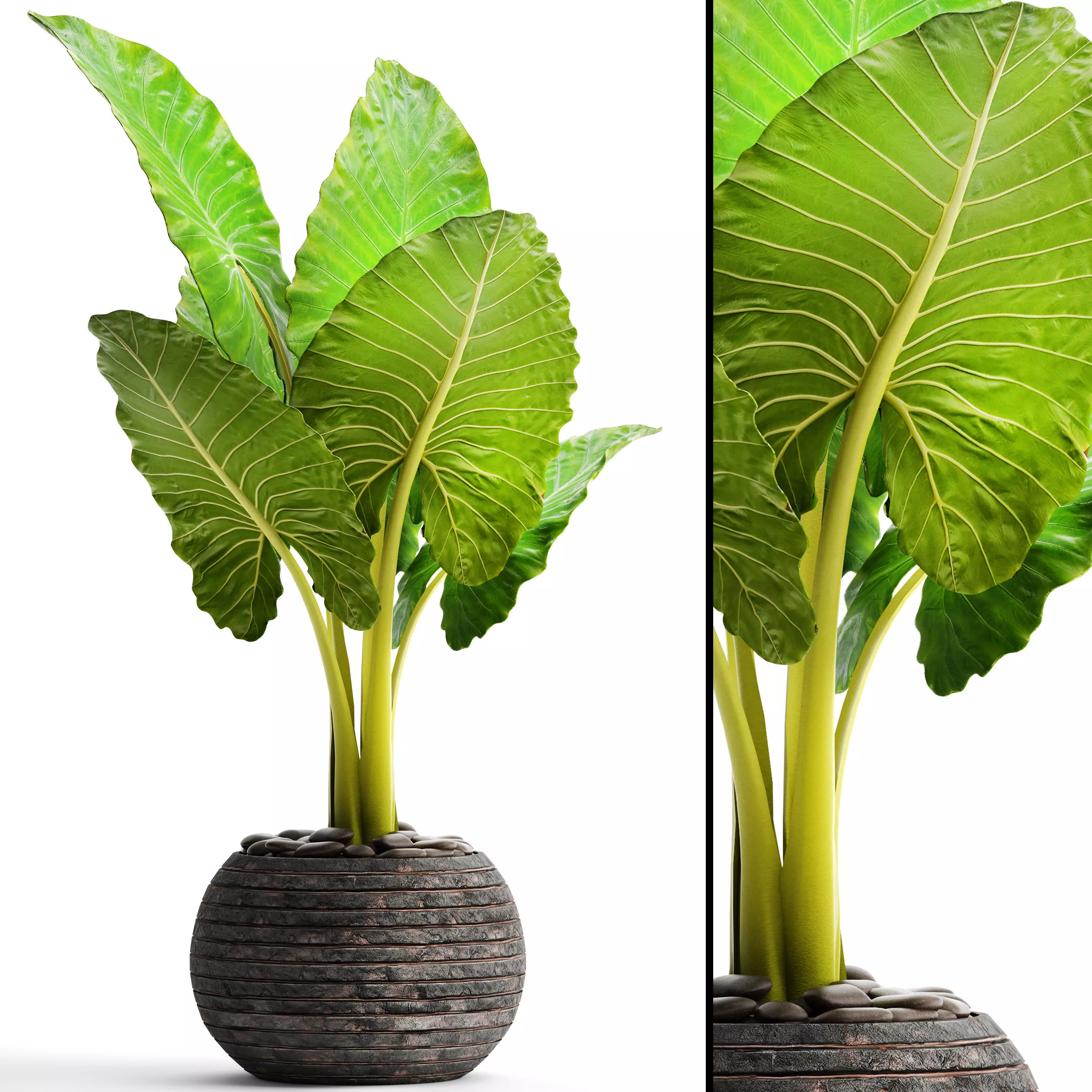 Alocasia macrorrhiza 6 3D model_0