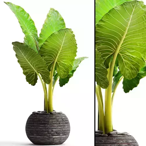 Alocasia macrorrhiza 6 3D model