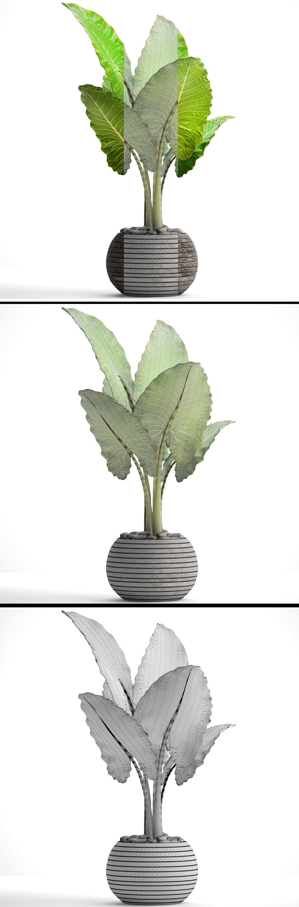 Alocasia macrorrhiza 6 3D model_9