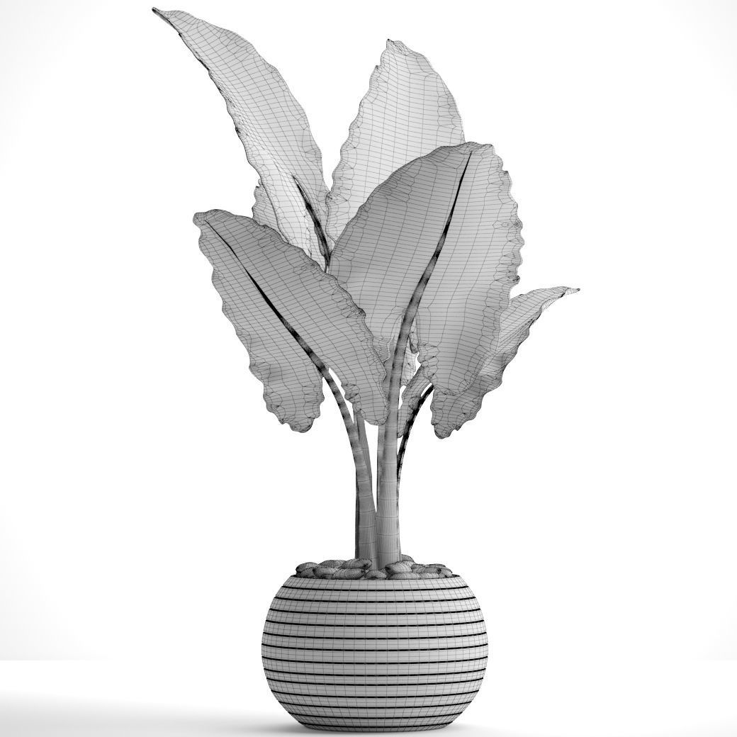 Alocasia macrorrhiza 6 3D model_7