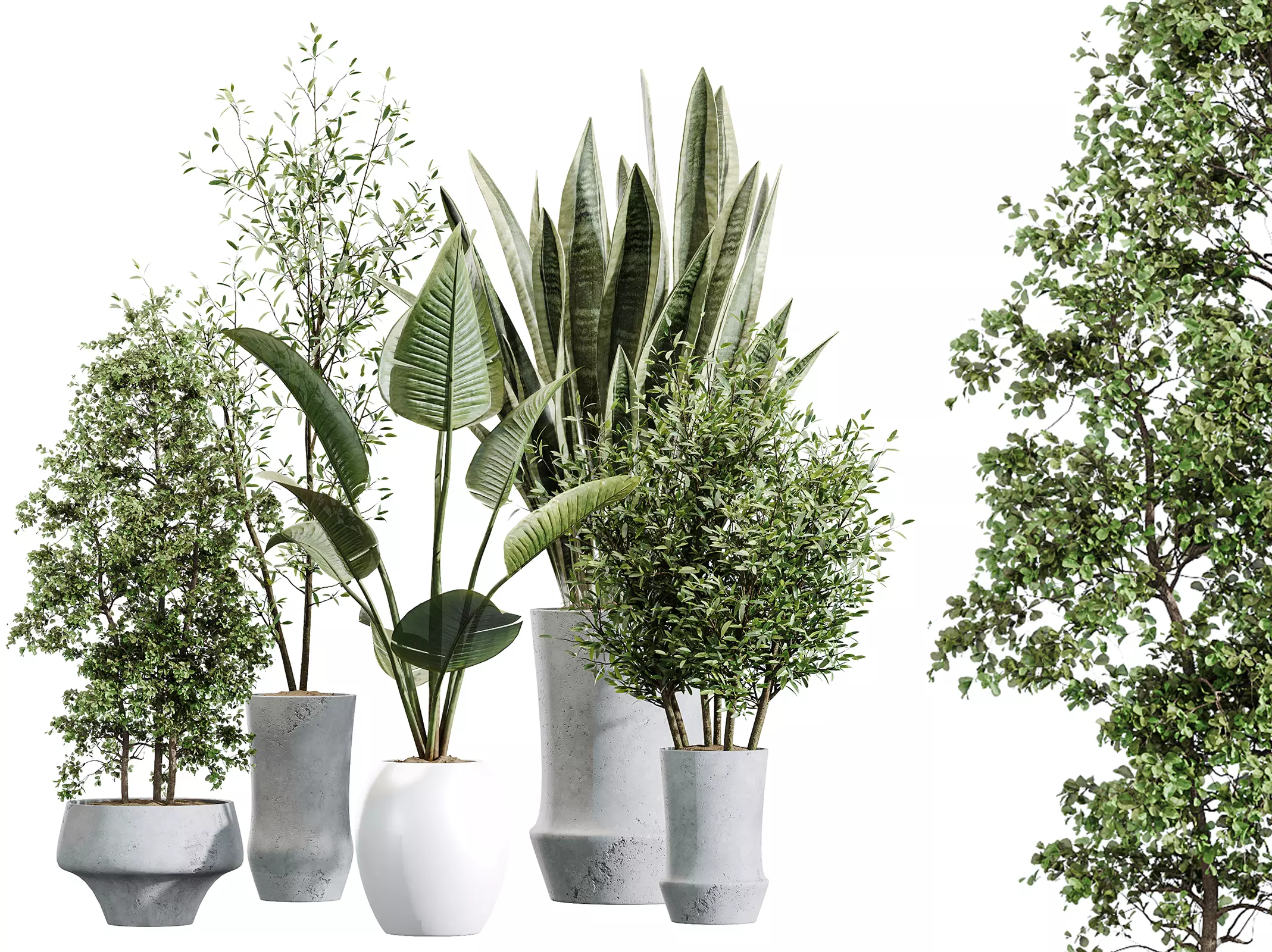 AV Indoor Plants Set 457 Olive ParadiseBird Olive Sansevieria 3D model