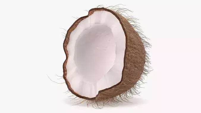 Coconut Half Fur 3D model 2