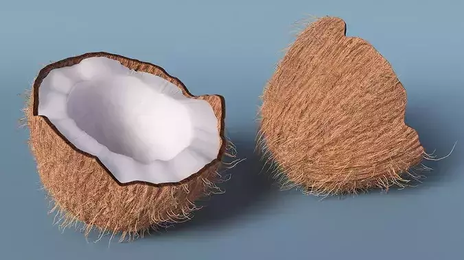 Coconut Half Fur 3D model