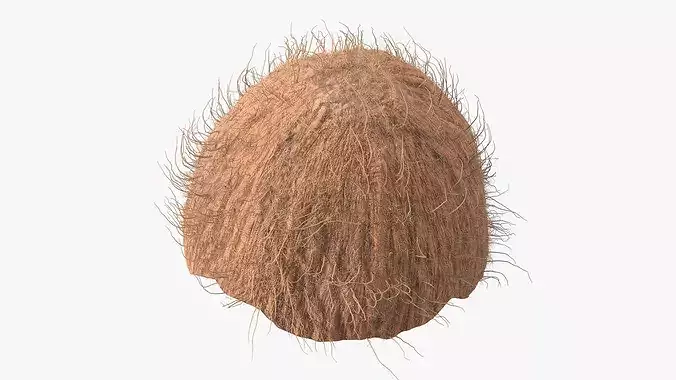 Coconut Half Fur 3D model 7
