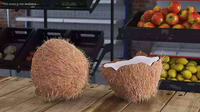 Coconut Half Fur 3D model 4