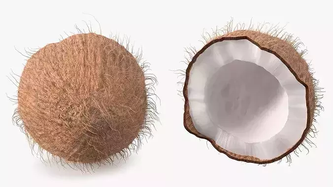 Coconut Half Fur 3D model 6