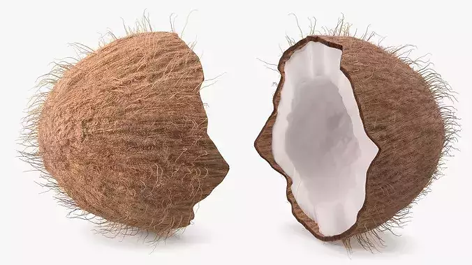 Coconut Half Fur 3D model 5
