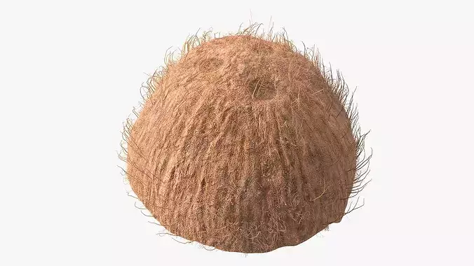 Half of Coconut Fur 3D model 6