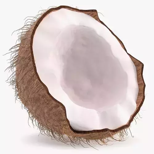 Half of Coconut Fur 3D model 7
