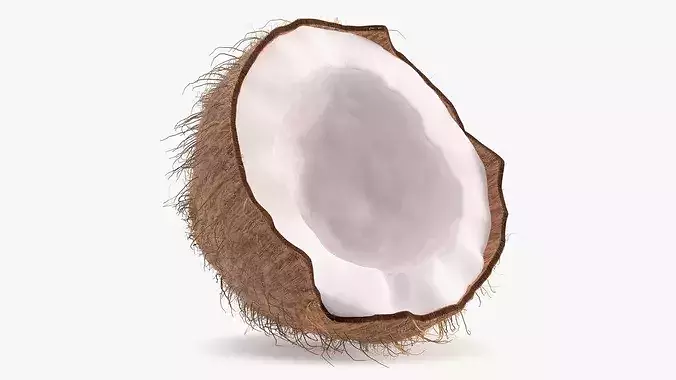 Half of Coconut Fur 3D model 2