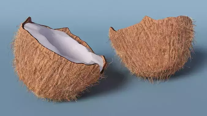 Half of Coconut Fur 3D model 5
