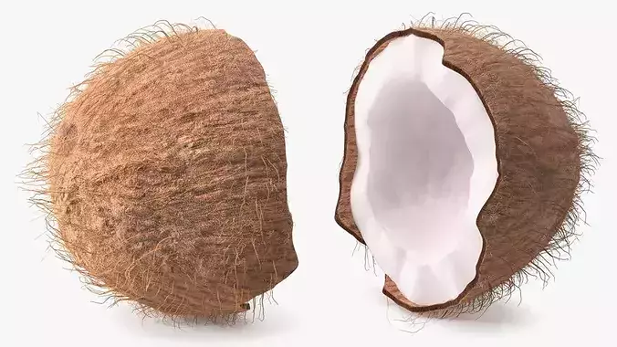 Half of Coconut Fur 3D model