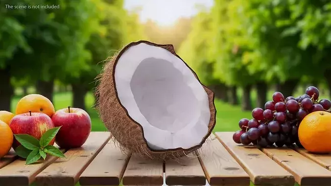 Half of Coconut Fur 3D model 4