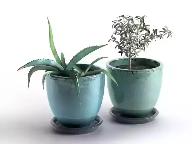 Aloe and Olive Plants in Pots