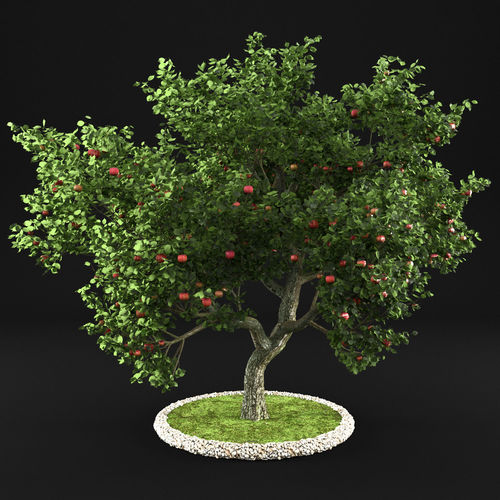 Apple tree 3D model