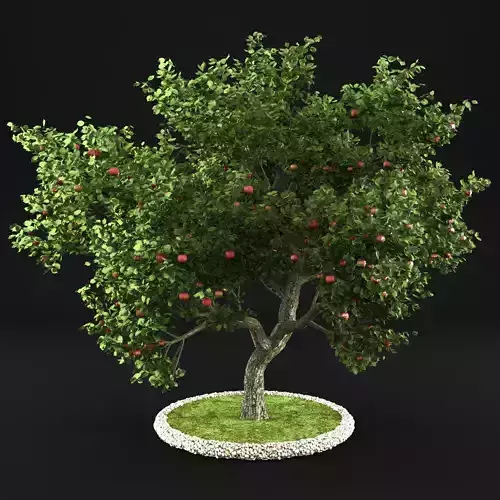 Apple tree 3D model
