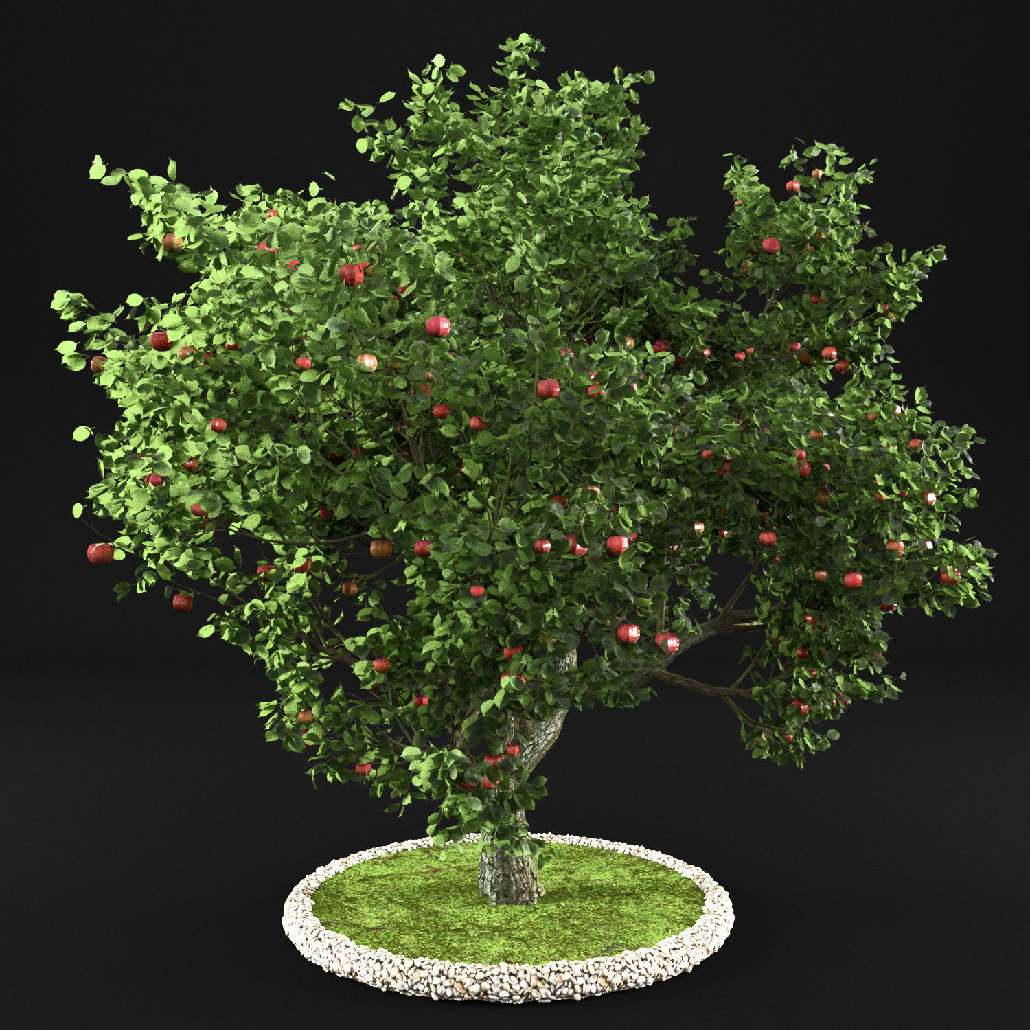 Apple tree 3D model_2