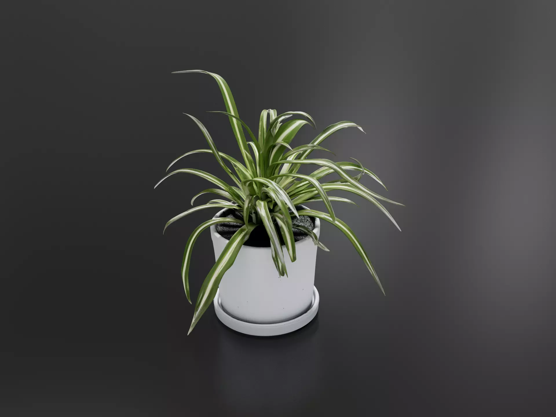 Spider plant Pot 3D print model
