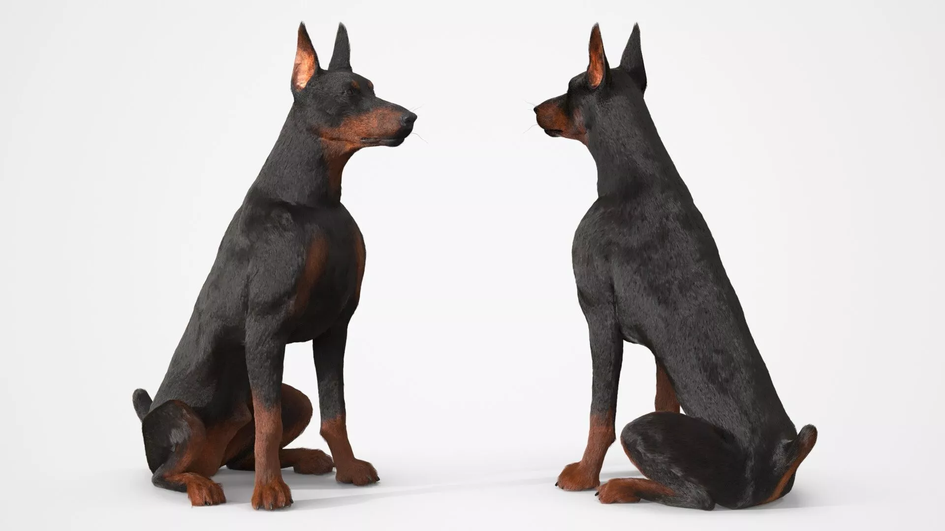 Doberman Pinscher Sits Fur for Cinema 4D 3D model