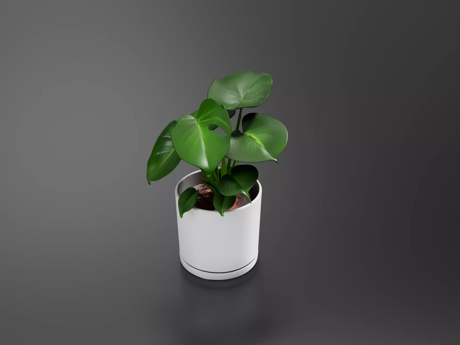 Swiss cheese plant Pot 3D print model