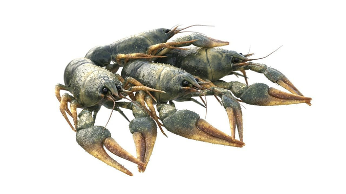 Crawfishes 3D model