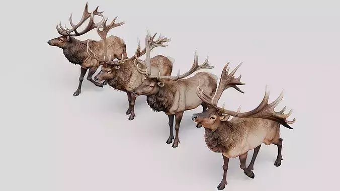Elk Antlered Deer