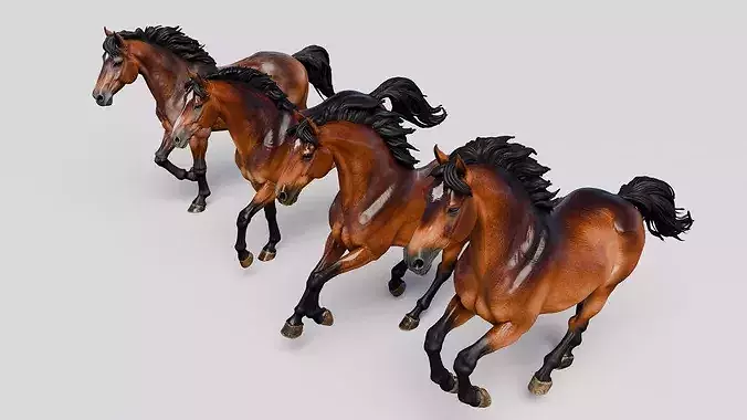 Domestic Horse