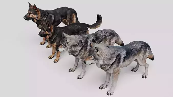Dog and Wolf