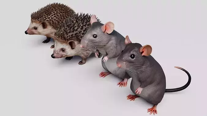 Rat and Hedgehog Pack