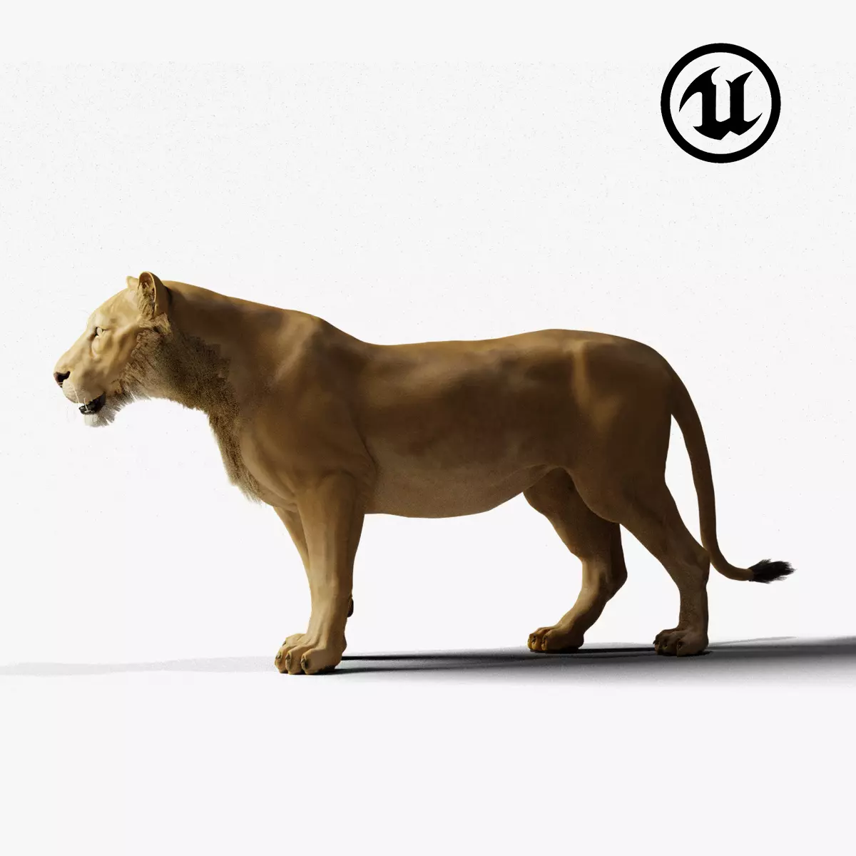 Lioness - UE5 - Game-ready Low-poly 3D model