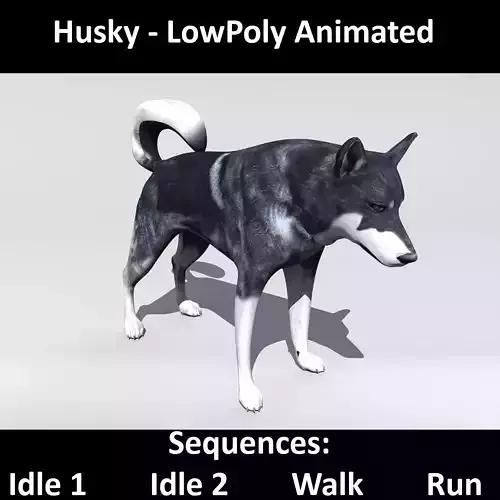Husky animated sequences Low-poly 3D model
