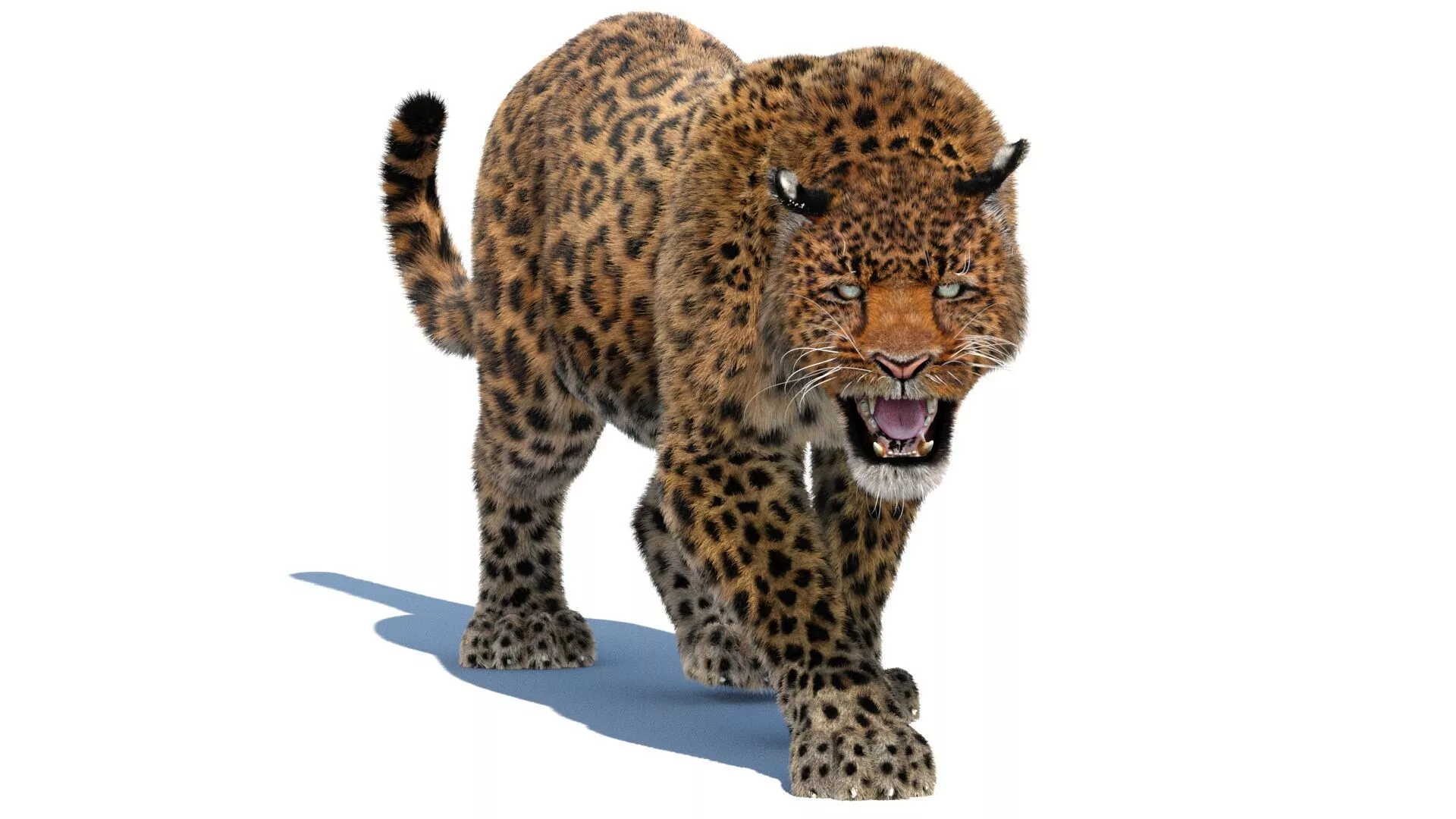 Leopard Animated Fur 3D model