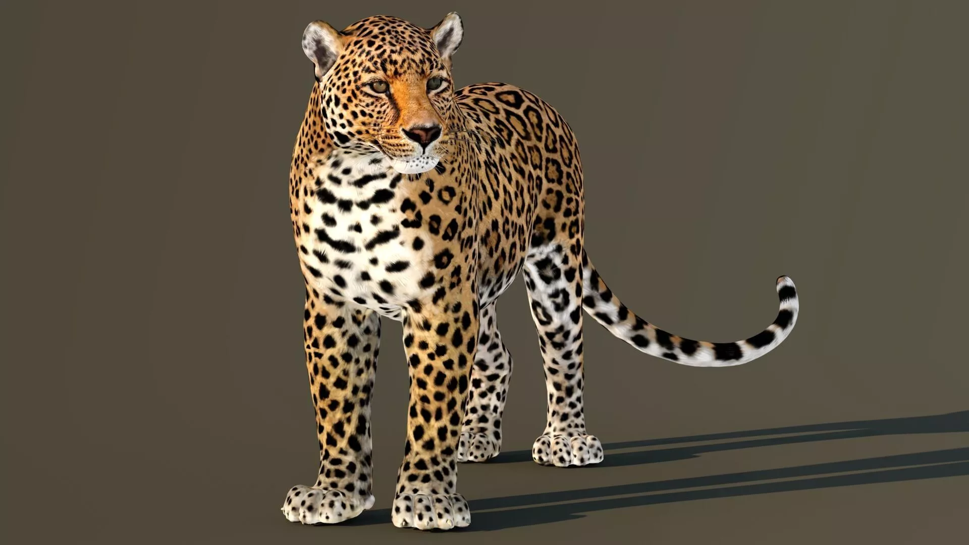 Leopard Rigged Low-poly 3D model