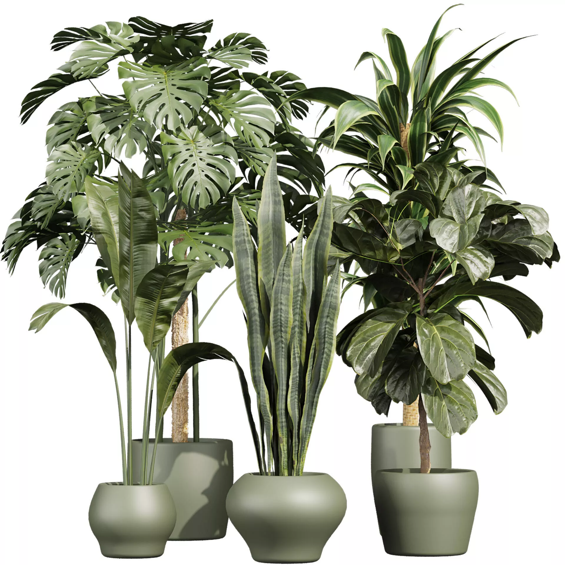 plant vol 913 - monstera - sansveria - fiddle - banana 3D model