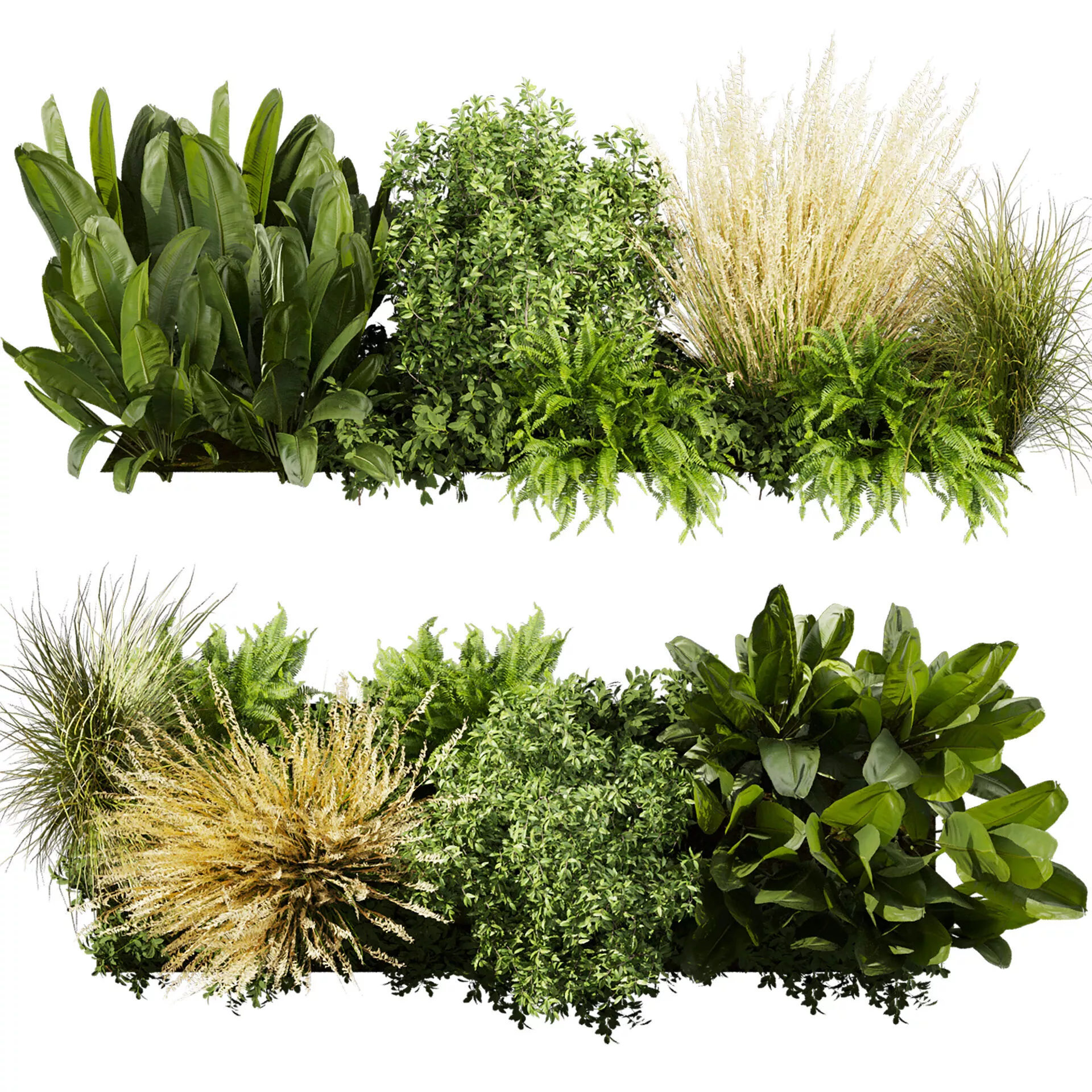 plant vol 915 - garden - leaf - bush - banana 3D model
