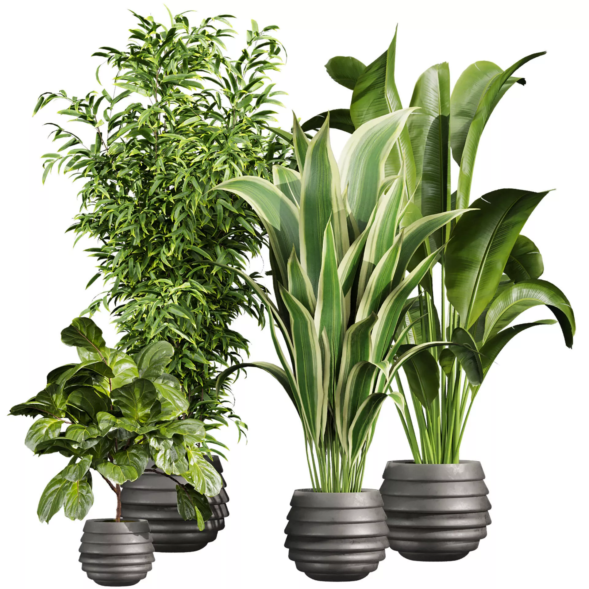 plant vol 916 - banana - fiddle - aspidistra 3D model