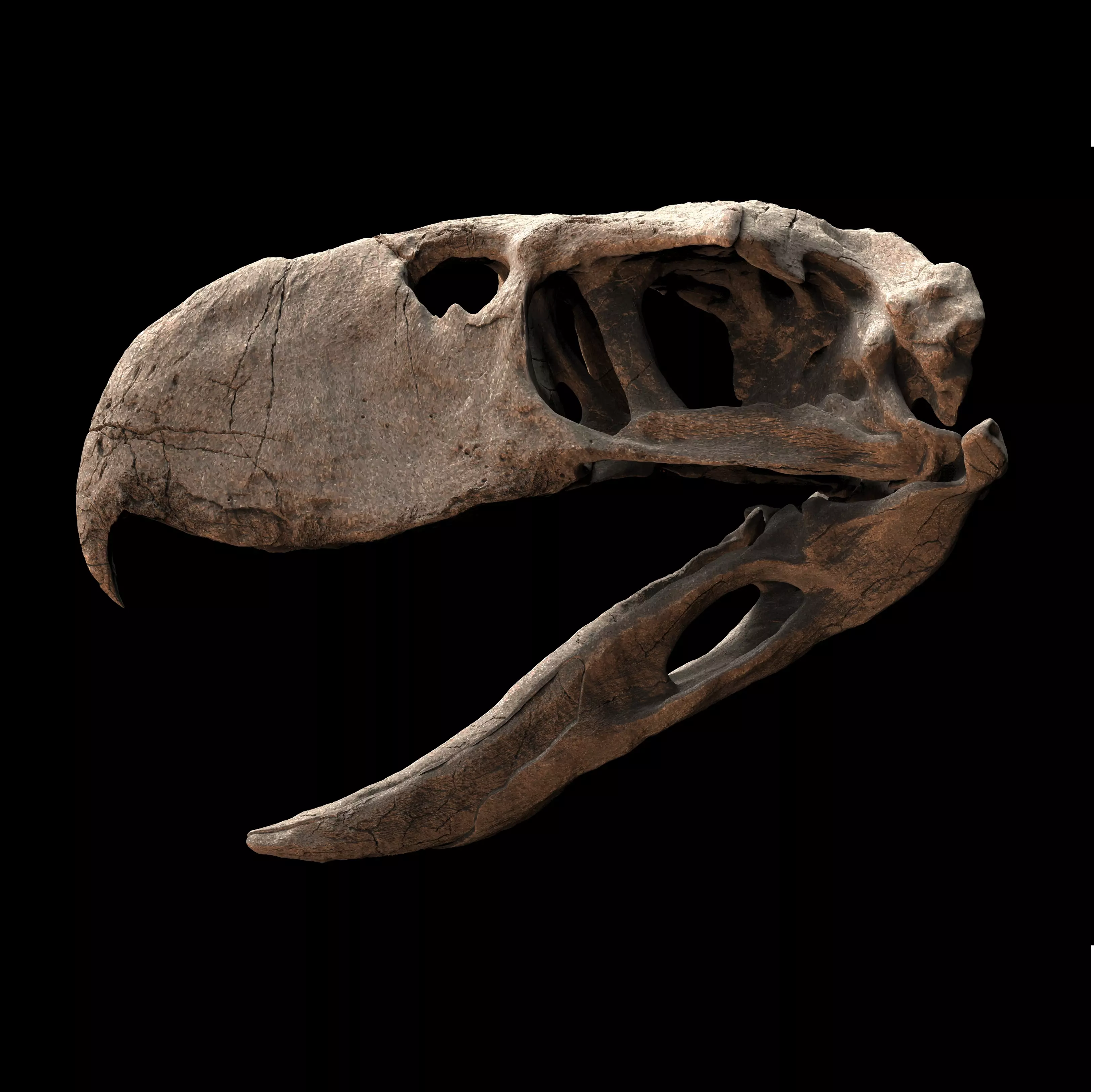 KELENKEN TERROR BIRD 3D print model