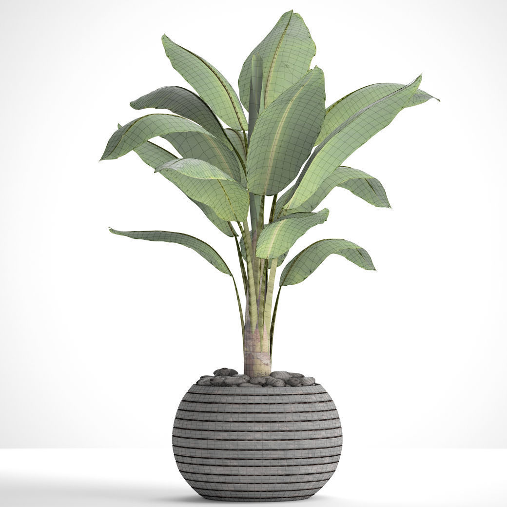 Banana Tree 3D model_7