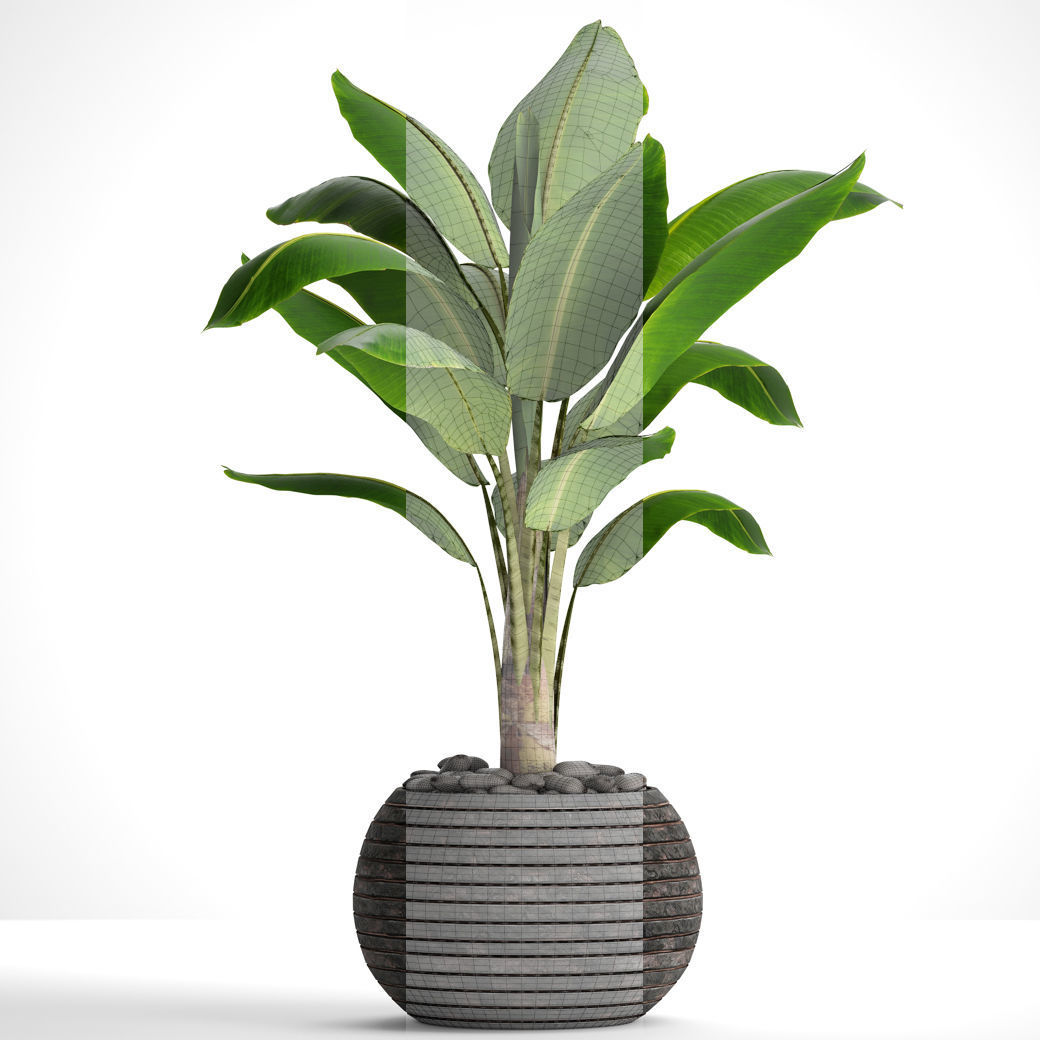 Banana Tree 3D model_5