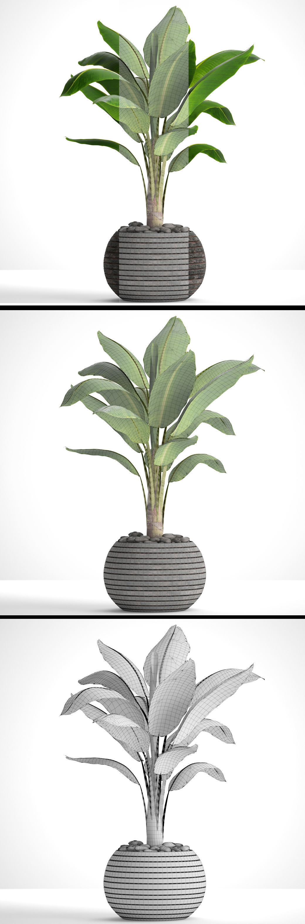 Banana Tree 3D model_2