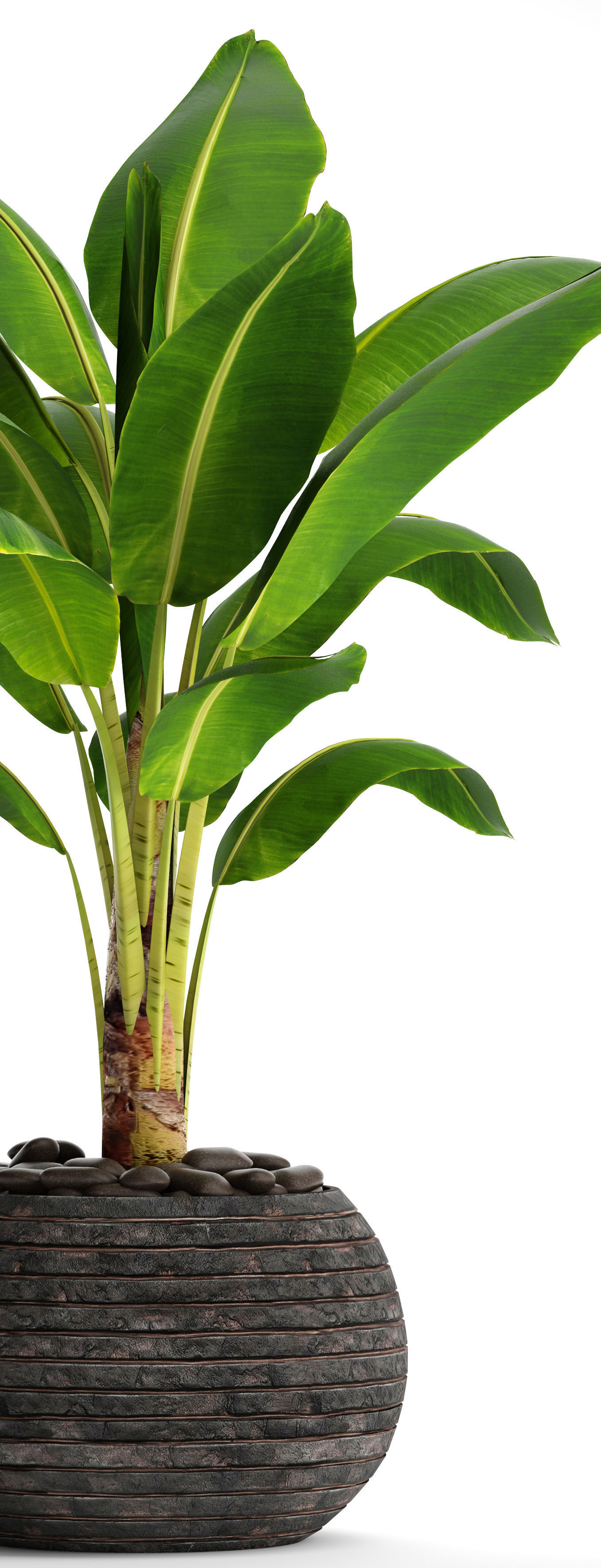 Banana Tree 3D model_3