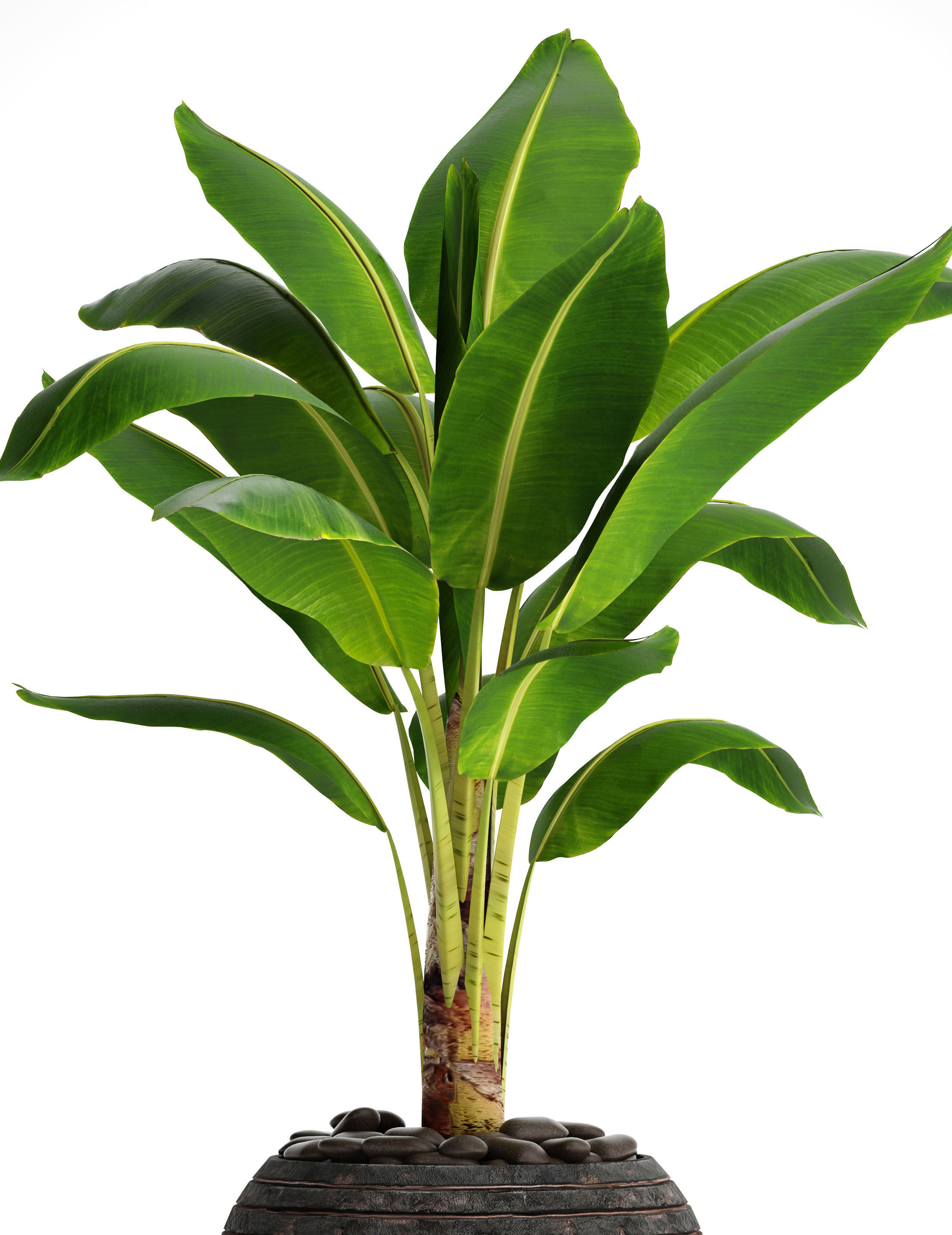 Banana Tree 3D model_6