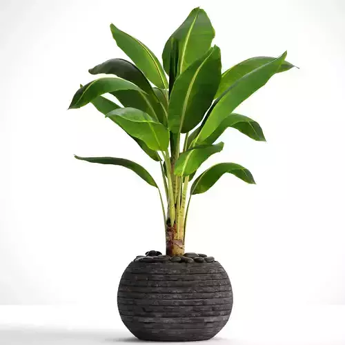 Banana Tree 3D model