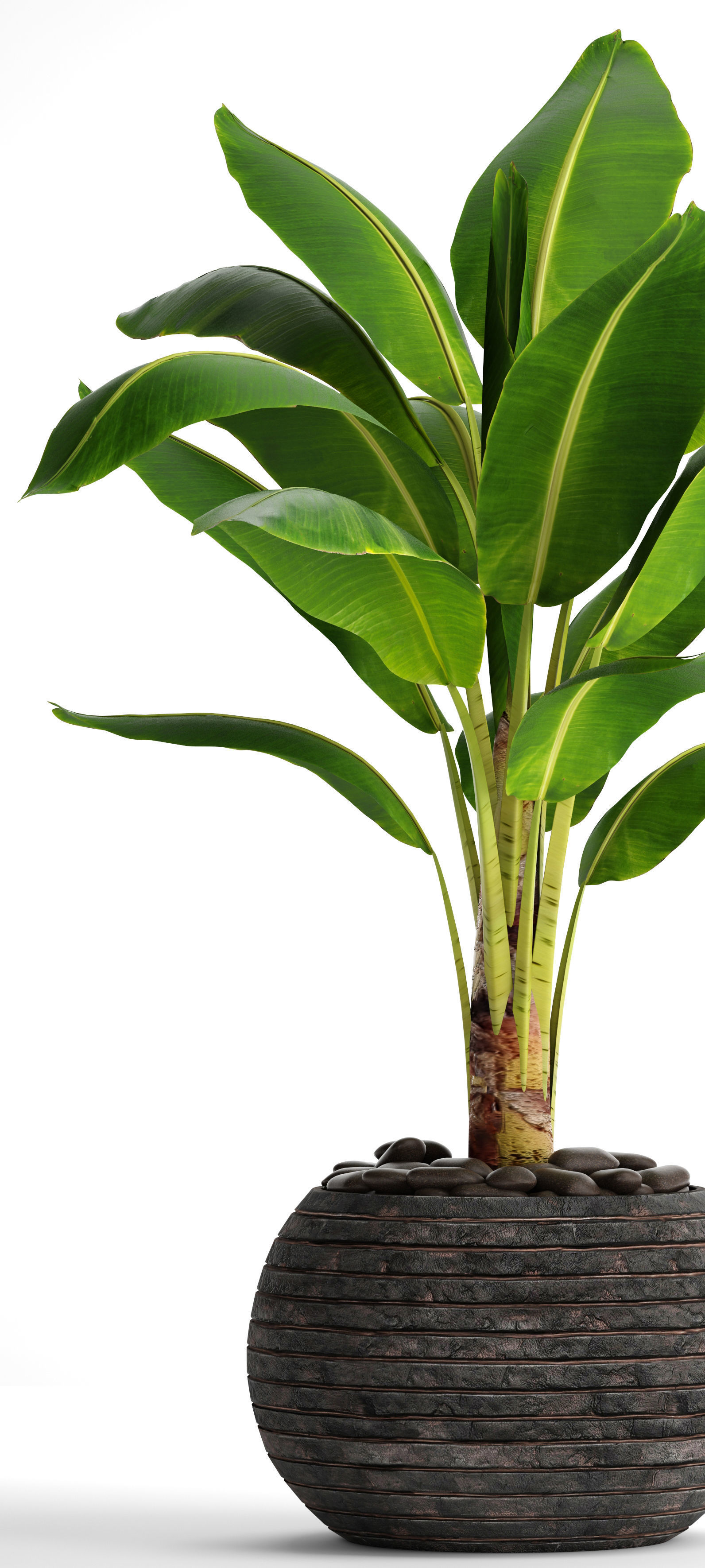 Banana Tree 3D model_4