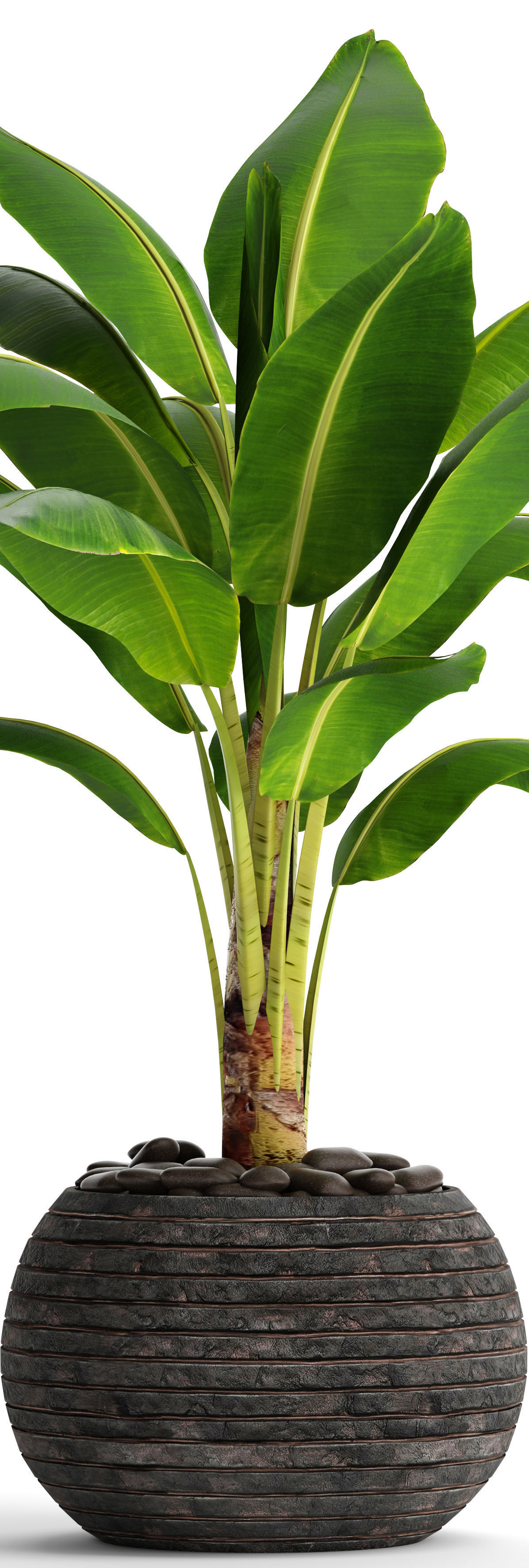 Banana Tree 3D model_9