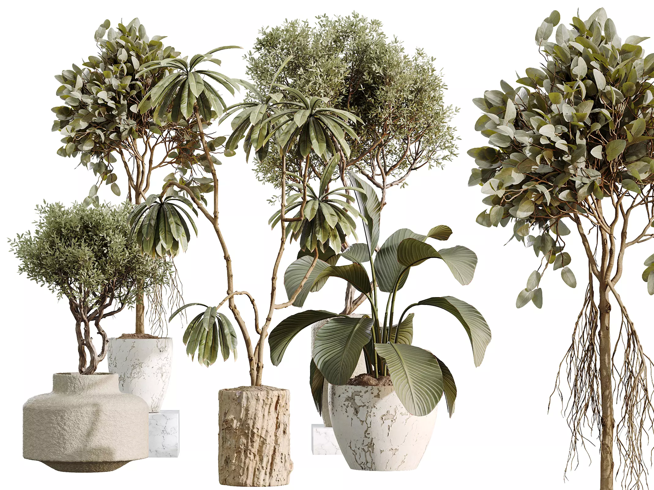 AV Indoor Plants Set 460 Ficus Calathea Lutea Olive 3D model